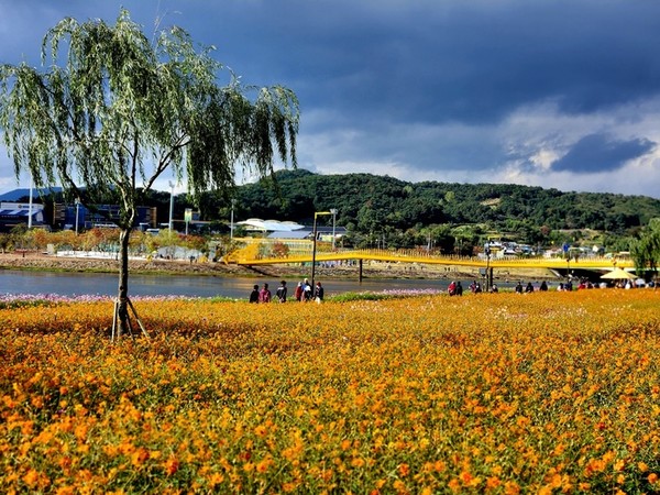 ▲ 전남 장성 황룡강변 3.2km 구간에 펼쳐진 수십억 가을꽃들이 아름다움을 뽐내고 있다