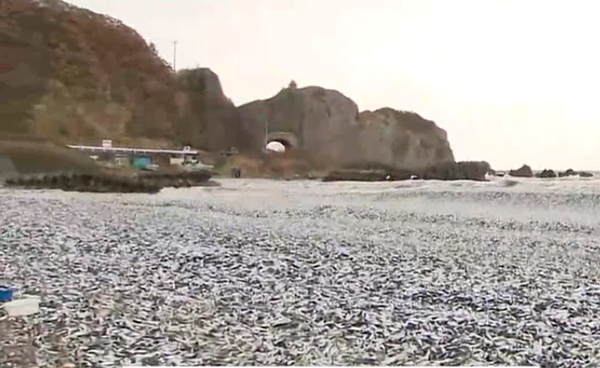 ▲ 해안가에 무수히 밀려드는 죽은 정어리떼 사체들 (유튜브 해당영상 갈무리)